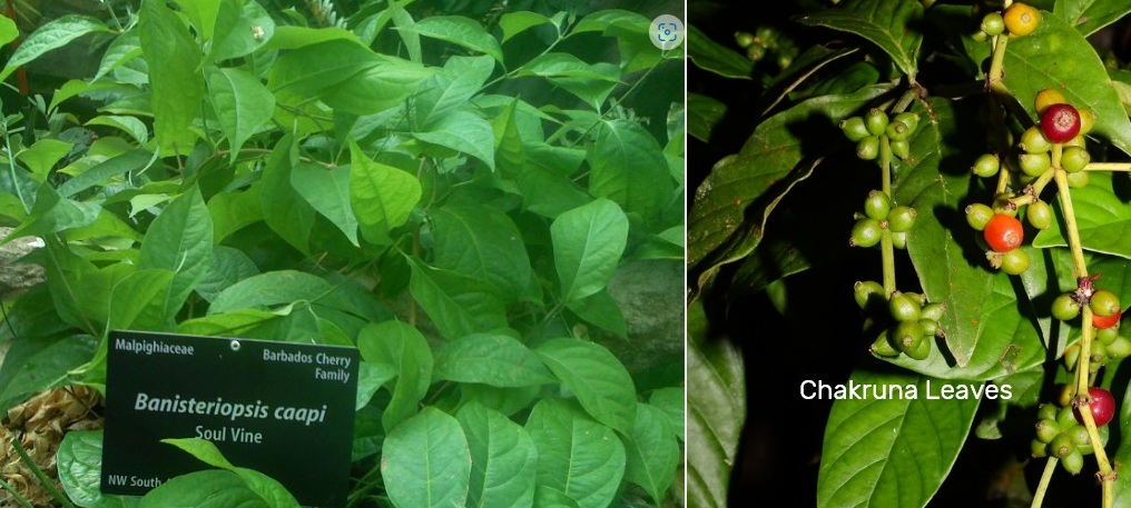 Ayahuasca vine and chacruna leaves, the two plants combined to make traditional ayahuasca brew, Peruvian Amazon