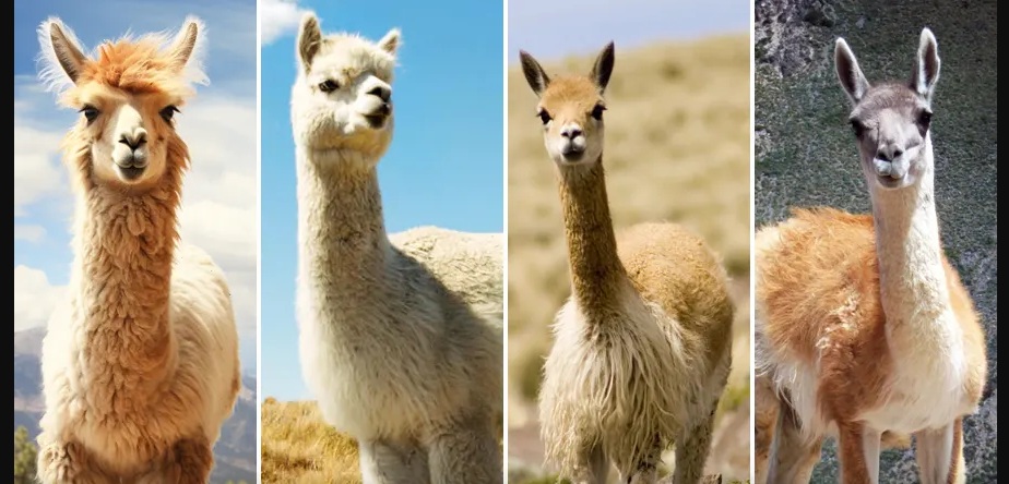 Where to buy real alpaca wool in Cusco — a shopper's guide
