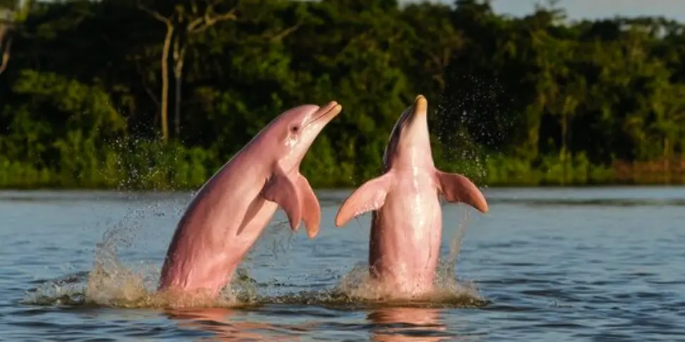 A pink river dolphin surfacing in the Amazon River, Peru