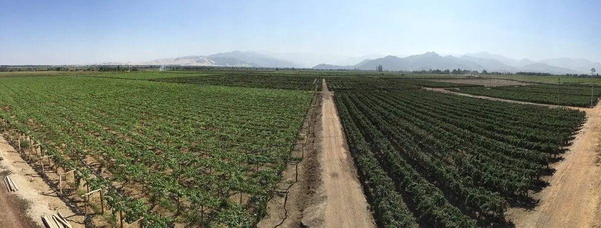 Grapevines in the Ica Valley wine and pisco-growing region of Peru