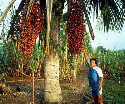 Açaí palm berries from the Peruvian Amazon, the source of açaí bowls popular internationally