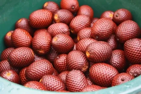 Aguaje palm fruit clusters from the Mauritia flexuosa wetland palm in the Peruvian Amazon