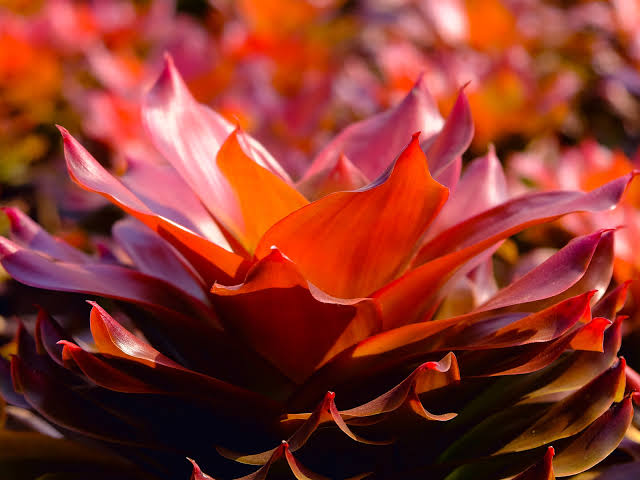 Bromeliads growing as epiphytes on tree branches in the Peruvian Amazon, forming small water reservoirs