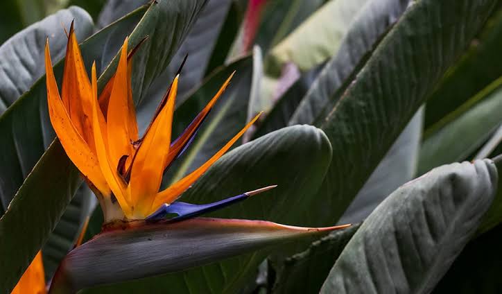Heliconia, with its bright waxy bracts, a hummingbird-pollinated Amazon plant, Peru