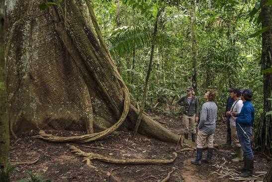 A towering kapok tree rising above the Peruvian Amazon rainforest canopy