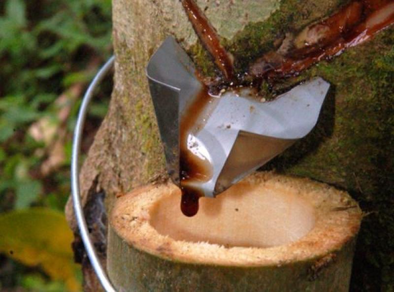 Sangre de grado, or dragon's blood tree (Croton lechleri), with its characteristic deep red sap, Peruvian Amazon