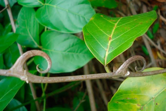 Una de gato, or cat's claw vine (Uncaria tomentosa), a thorny liana from the Peruvian Amazon