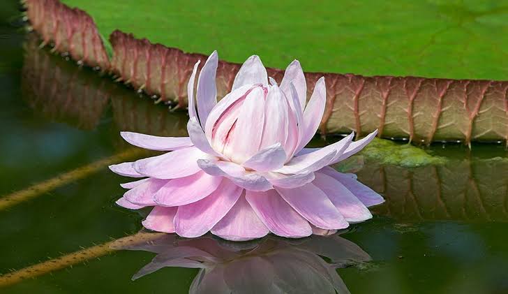 Victoria amazonica, the giant Amazon water lily with leaves exceeding 3 meters in diameter, Peruvian Amazon